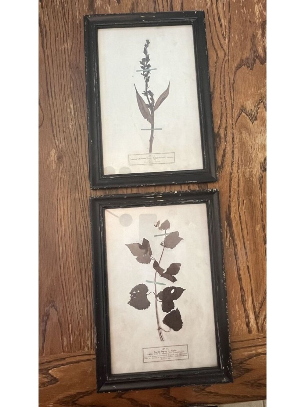 Set Of 2 Creative  Co-op Framed Botanical Vintage Art Prints With Black Wooden F